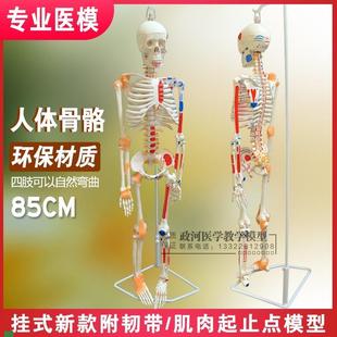 骨架模型45cm85cm人体骨骼模型全身脊J椎骨骼脊柱模型骨骼标本包