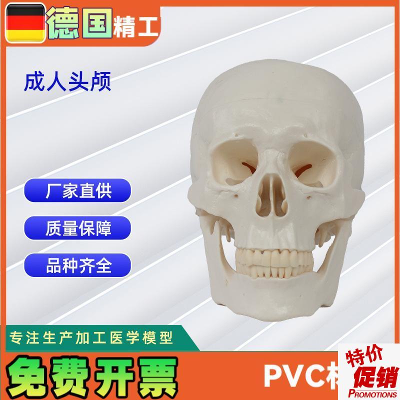 成人头颅20*h14.5*17.5CM医学人体头骨模型骨科教学模具