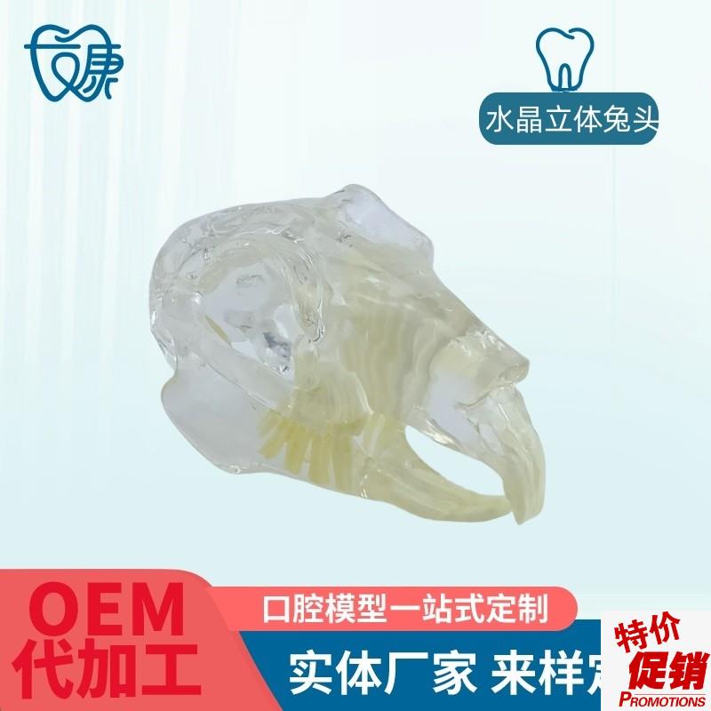 宠物牙齿模型透明狗牙猫牙口腔犬牙D教学演示动物倒模具猫兽医包