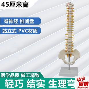 45厘米脊柱模型脊神经椎间盘骨盆腿骨瑜伽健身正骨盲X人按摩小针
