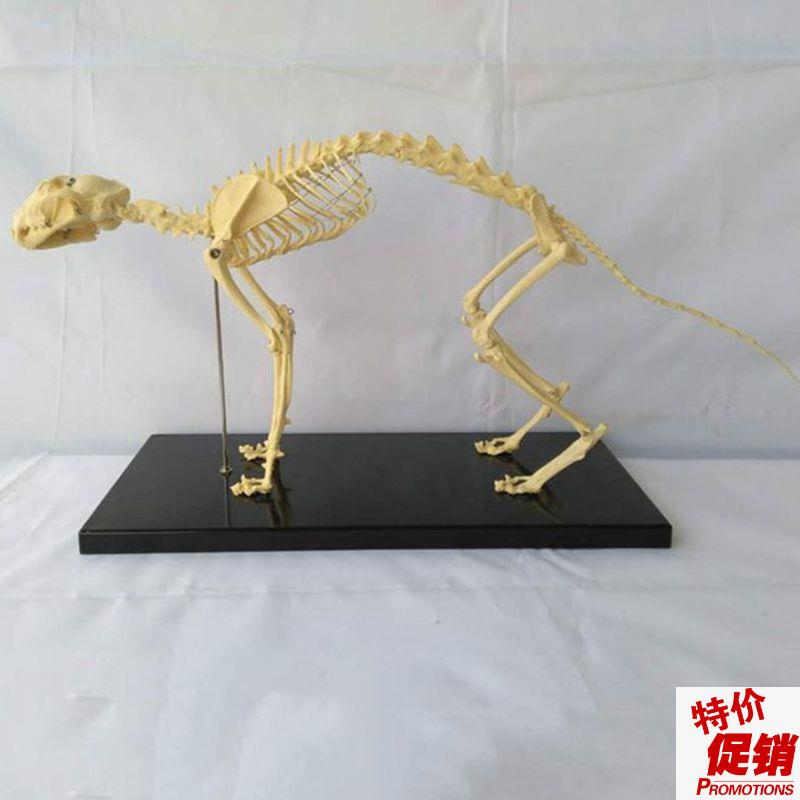 猫骨骼模型仿真h塑胶动物倒模骨头犬骨架狗狗骨髅大型犬宠物兽医