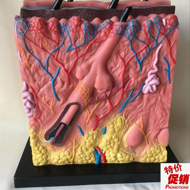 皮肤结构解剖模h型痤疮表皮解剖层次立体构造缝合真皮表皮皮下组