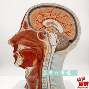 医用头面部解剖模型脑血管v神经模型美容微整形模型头浅表模型