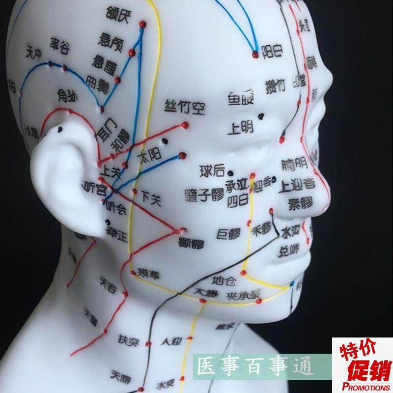 包邮正品超清晰经络人体针灸穴D位头部四功能针灸腧穴模型针灸