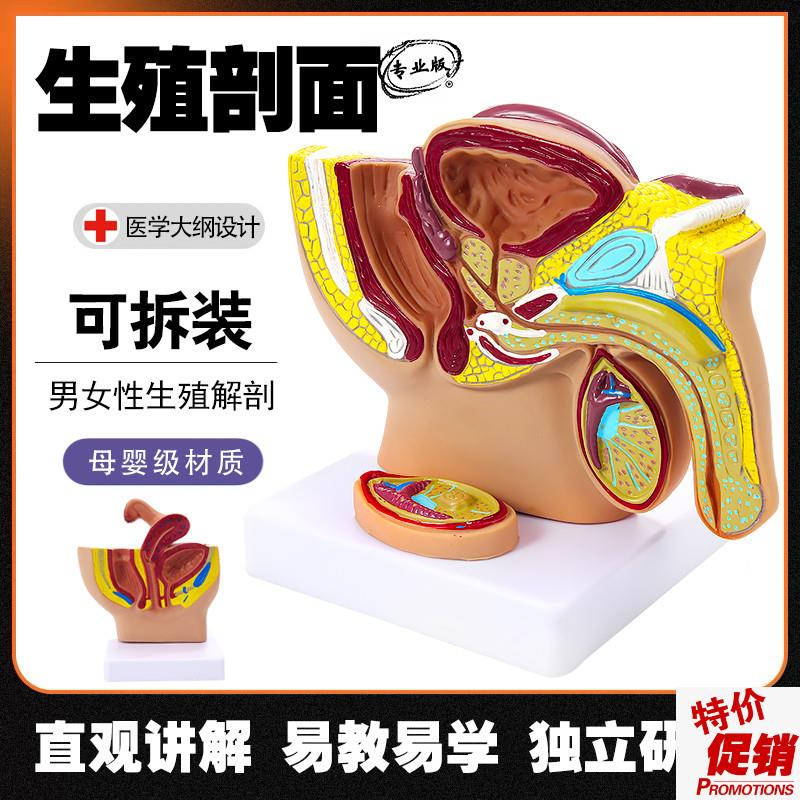 男女性生殖器官结构解剖教学y模型正中矢状剖面女性盆腔宫腔构造