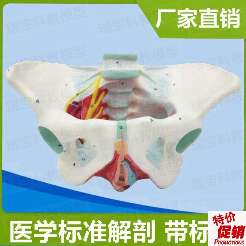 盆底肌模型女会阴肛周筋膜产后修复家政月嫂技R校培训妇产康护理