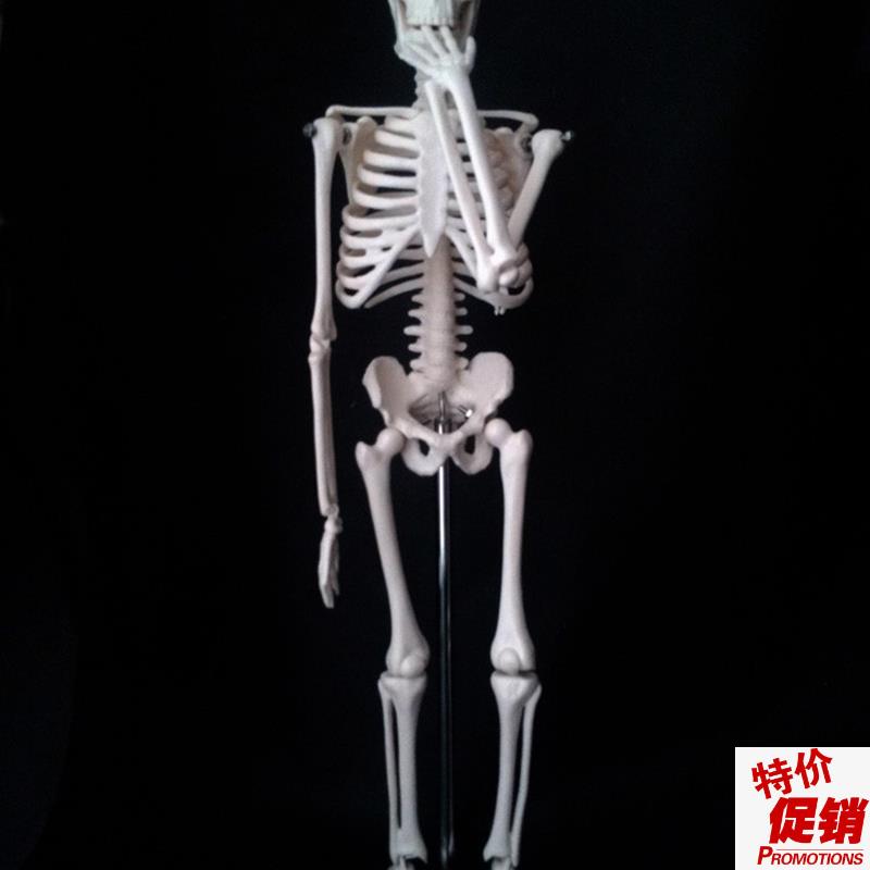 教学模型特卖45mCM人体骨骼模型素描教学人体骷髅骨架模型