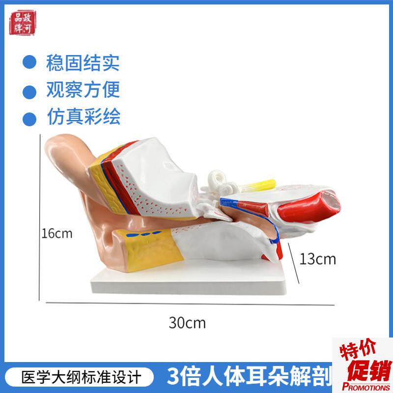 政河人体a耳朵放大结构器官解剖模型内部构造医院耳科展示学校教