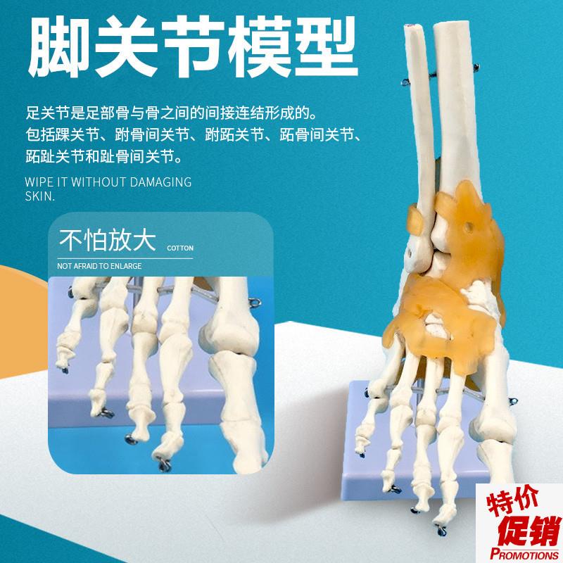 人体脚关节模型脚骨m模型脚部骨骼构造足部踝关节腓骨趾骨结构教