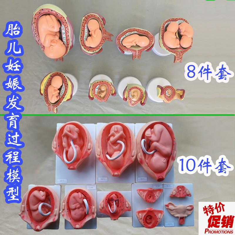 胎儿妊娠发e育过程模型8件套10件套医学教具人体骨骼医用婴儿生殖