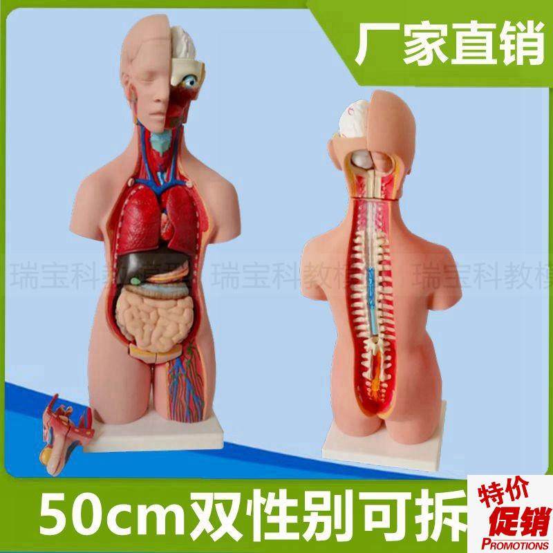 人体躯干模型可拼装拆卸50uCM高半身幼儿园教具医学内脏组装的躯,玩具/童车/益智/积木/模型,其他模型玩具,淘宝优惠券,粉丝福利购,淘宝优惠卷