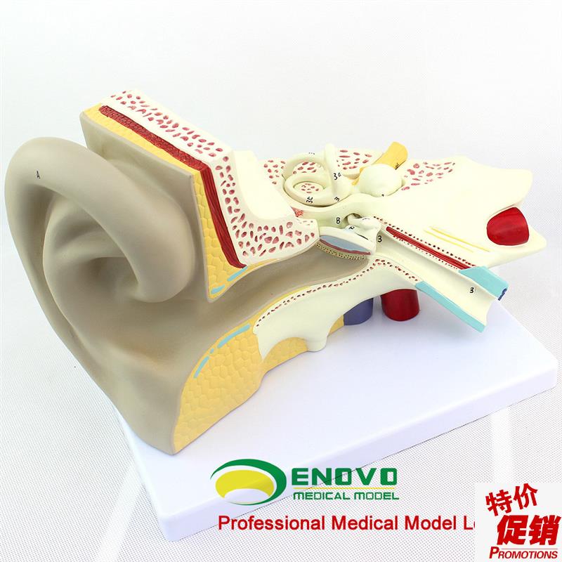 ENOVO颐诺医学人体耳朵模型内耳迷路耳鼻喉P科听觉系统器官模型