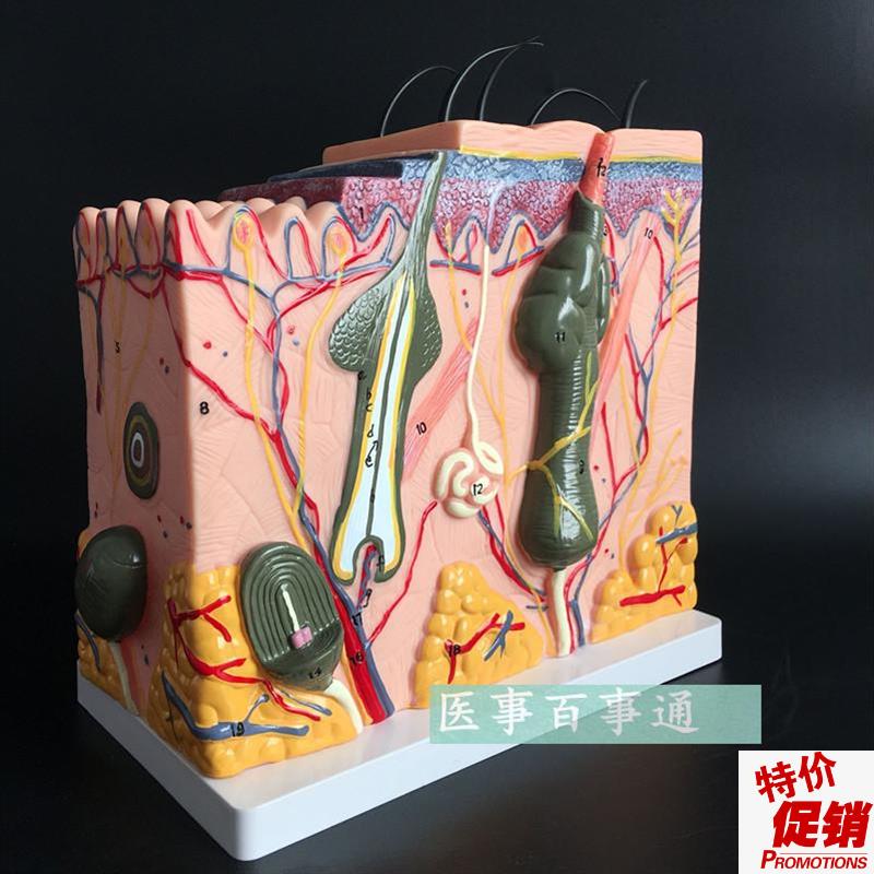 促销人体立体皮肤放大模型汗腺组织结构医用美容教学X厂家直销特