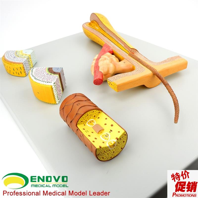 ENOVO颐诺毛发毛囊头发w解剖结构模型化妆美容美发教学培训头发
