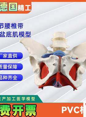 2节腰椎带女性盆底肌模型D实力工厂直营源头教学学习
