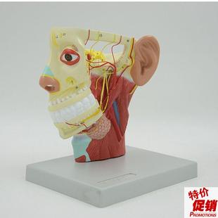 面部神经模型浅层肌肉血管颅底鼻腔牙齿咽喉颈椎外科局Z部解剖教