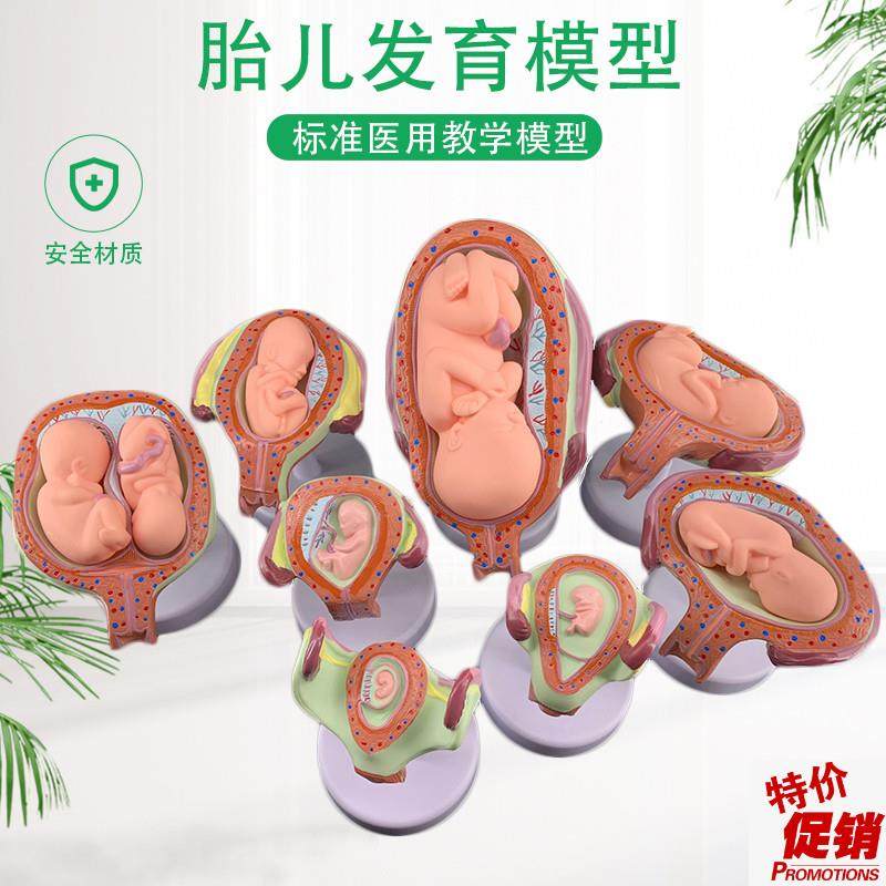 妊娠胚胎发育模型生育演示胎教妇科模M型婴儿胎儿发育过程,玩具/童车/益智/积木/模型,其他模型玩具,淘宝优惠券,粉丝福利购,淘宝优惠卷