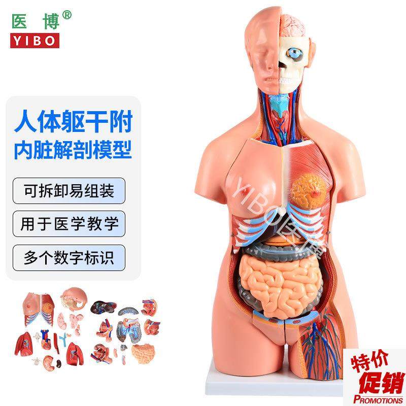 医博人体躯干解刨模型带内脏人体解肌肉消化系统x刨模型人体解刨,文具电教/文化用品/商务用品,教学标本/模型,淘宝优惠券,粉丝福利购,淘宝优惠卷
