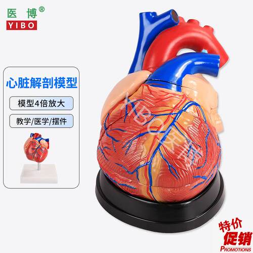 医博心脏解刨模型医学教学模具可拆卸1D:1人体仿真心脏模型医学人