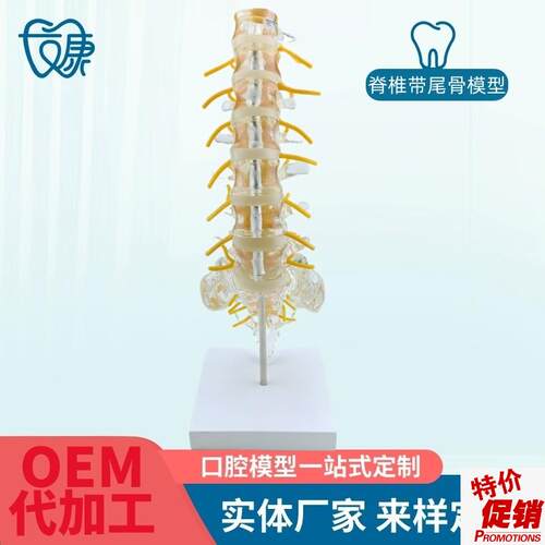 透明腰椎带尾骨椎间盘脊神经骶骨尾椎骨模型脊椎脊V柱骨科立体教