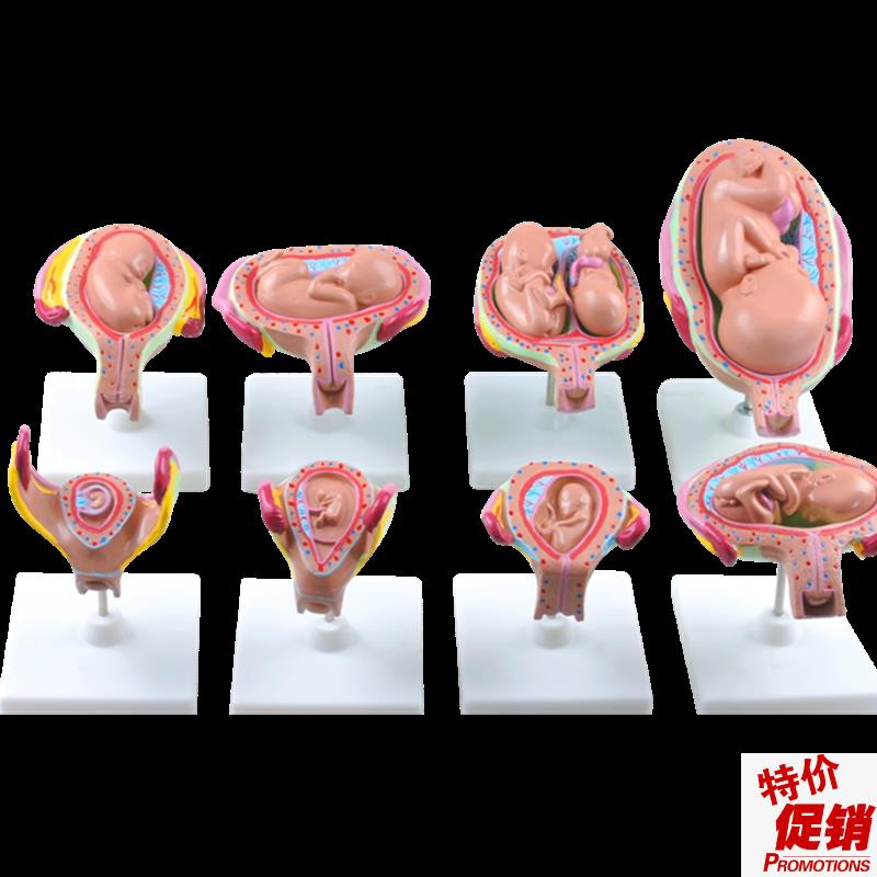 高级妊娠胚胎发育过程模型胎儿妊娠D胎发育过程模型(8件/1套)