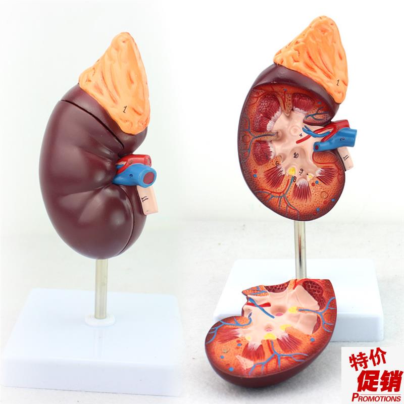 ENOVO颐诺医学l人体肾脏解剖模型肾模型医学泌尿科解剖系统用模型