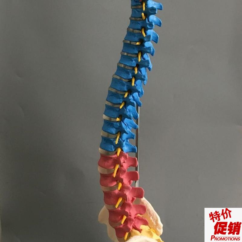 医用彩色椎体人体脊柱模型人体骨骼B模型大脊椎成人1:1带胸椎骨盆