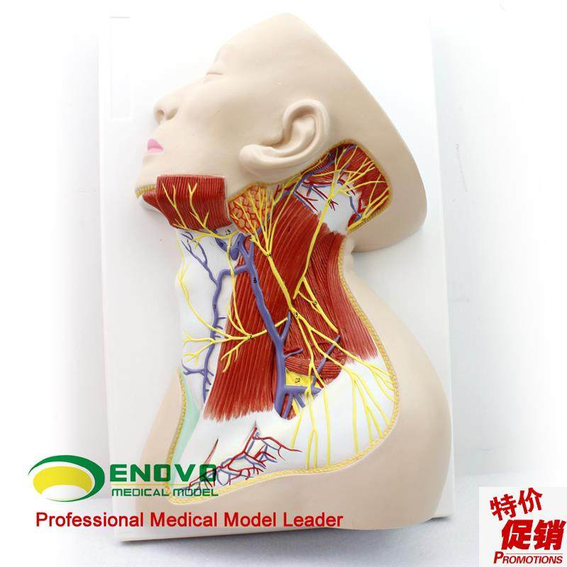 颐诺正品人d体颈部局部解剖模型颈部浅表肌肉神经血管模型
