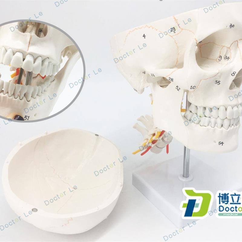 医用人体头骨模型11骨缝线头颅骨模型骷髅头模U型可拆卸口腔模