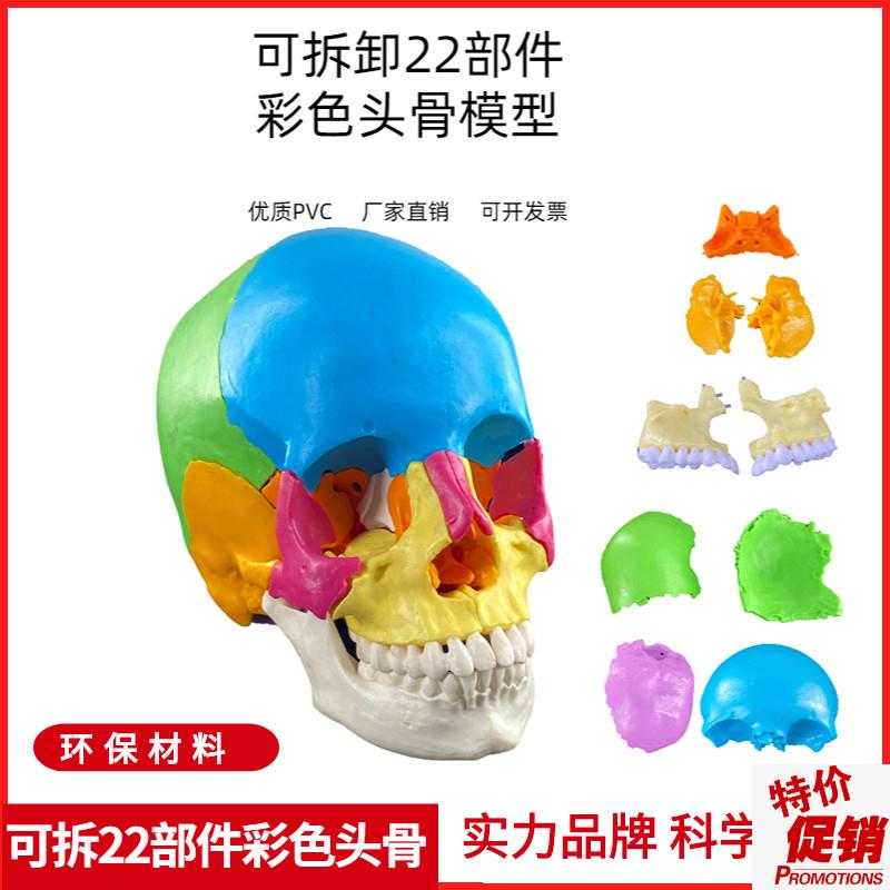 可拆分22件1比1真人大小彩色头骨E模型颅骨解剖医用美容口腔牙科