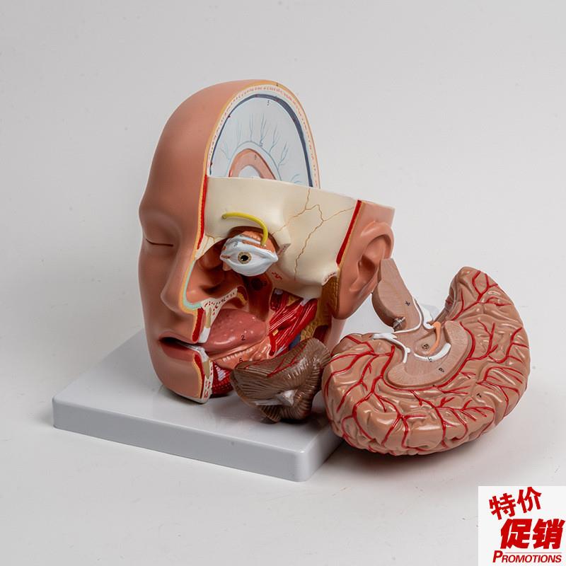 康泰模型头颅解剖面部口腔医美整形面颊舌头咽喉颅骨脑膜Z1比1促