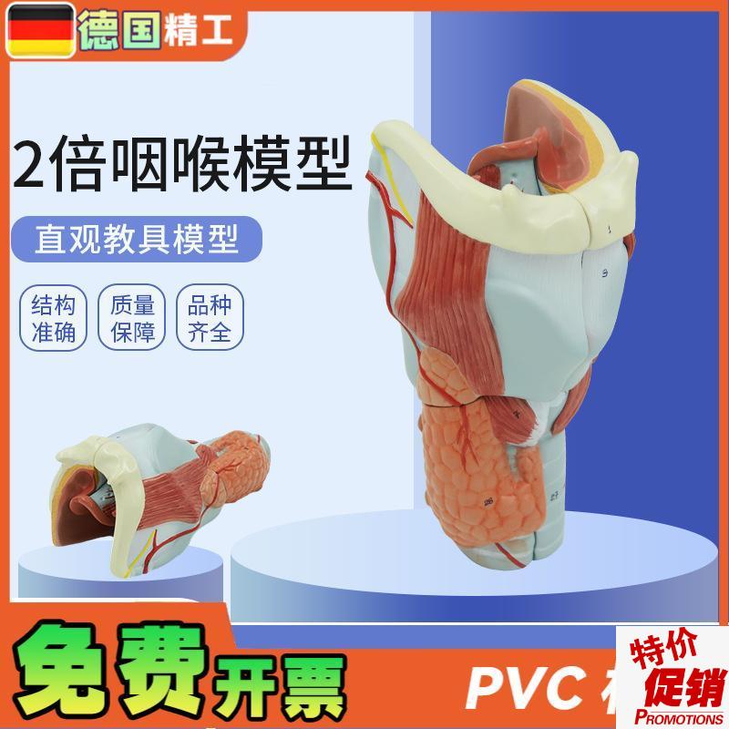德国】医学人体喉肌喉软骨喉咙咽D喉口腔甲状腺解剖模型教具耳鼻