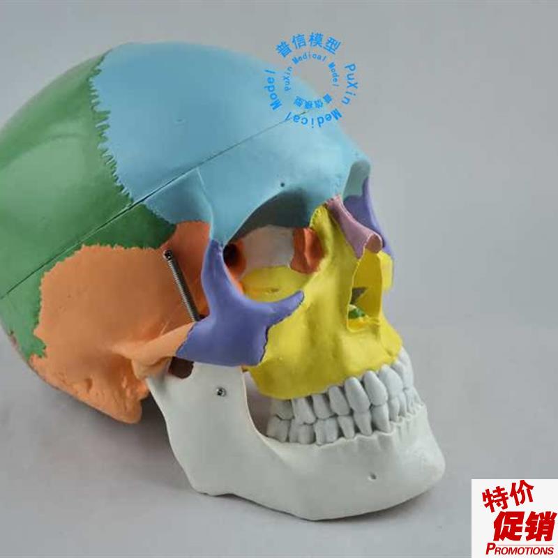 彩色头骨模型自然大彩色x头颅骨赠彩色说明教医用美用