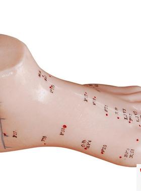 CY-XCi510足针灸模型13CM