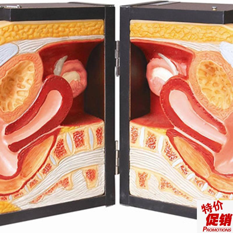 高级女性避孕器指导模型,教学模型计生M办教育模型,医学模型