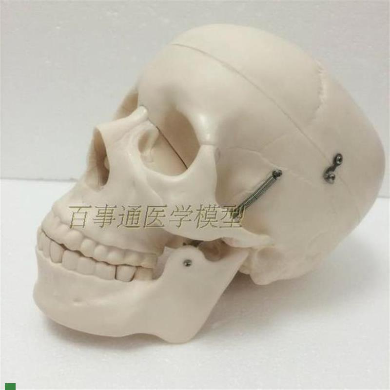 厂家直销人体头骨带脑动脉模z型带八部件脑动脉模型、头骨模型