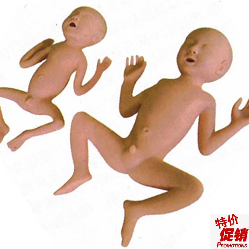 高级24周早产儿模型