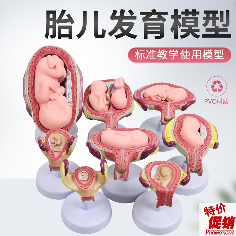 妊娠发育过程模型计划生育计生展示模型子U宫胚胎胎儿模型