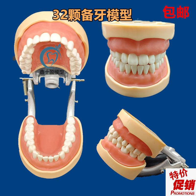 牙科口腔教学模型32颗备牙模型可拆H卸牙齿排龈练习软牙龈包邮