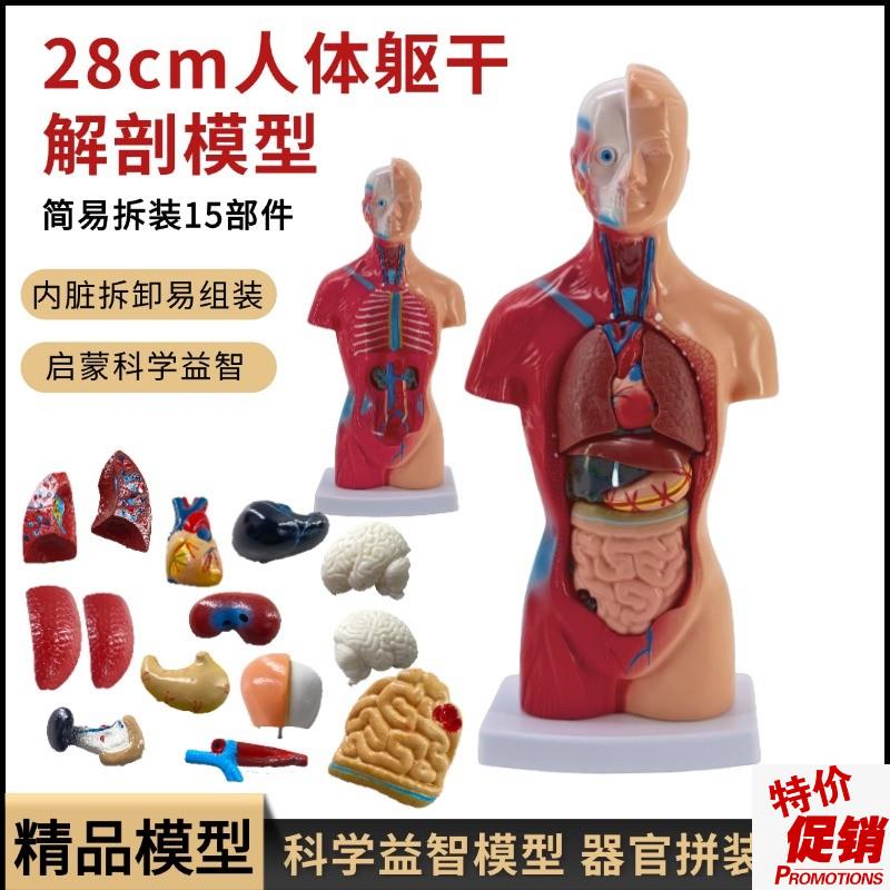 28CM医学内脏人体器官u结构躯干解剖模型心脏构造儿童可拆装教学