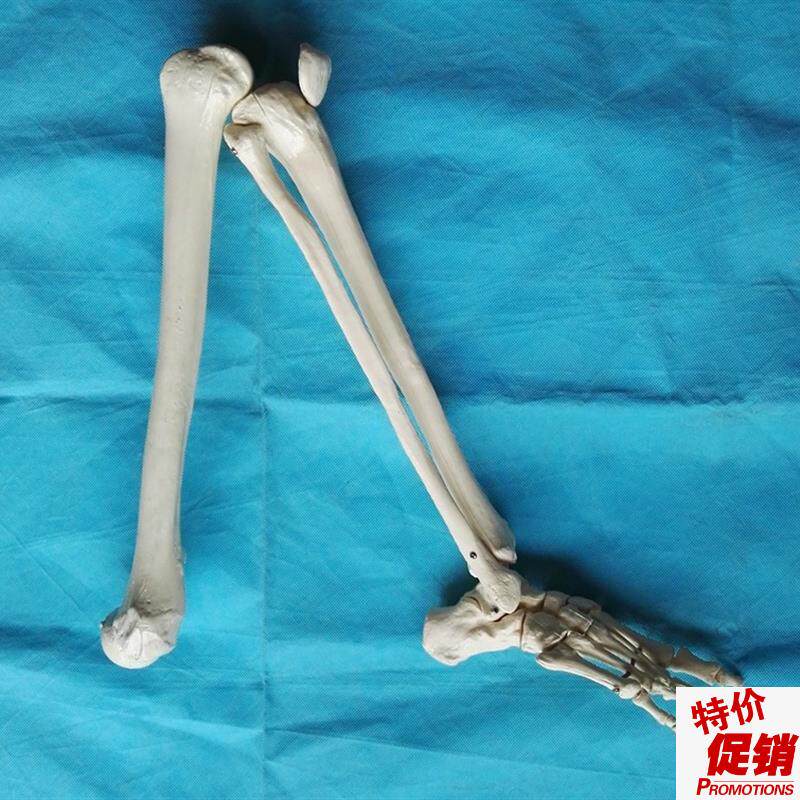 成人1:1下h肢骨模型膝关节脚关节大腿骨骨骼解剖模型