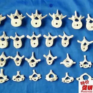 人体1:1散脊椎椎体模型C人体骨骼骨架医用教学讲解