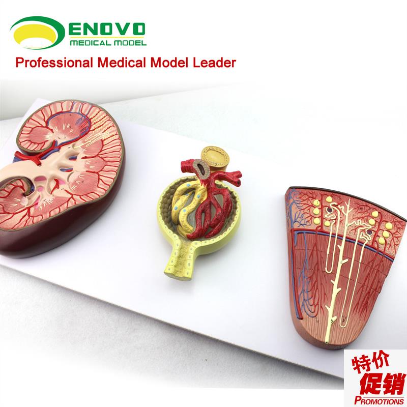 颐诺正品肾与肾单l位肾小球模型泌尿系统解剖结构人体肾模型