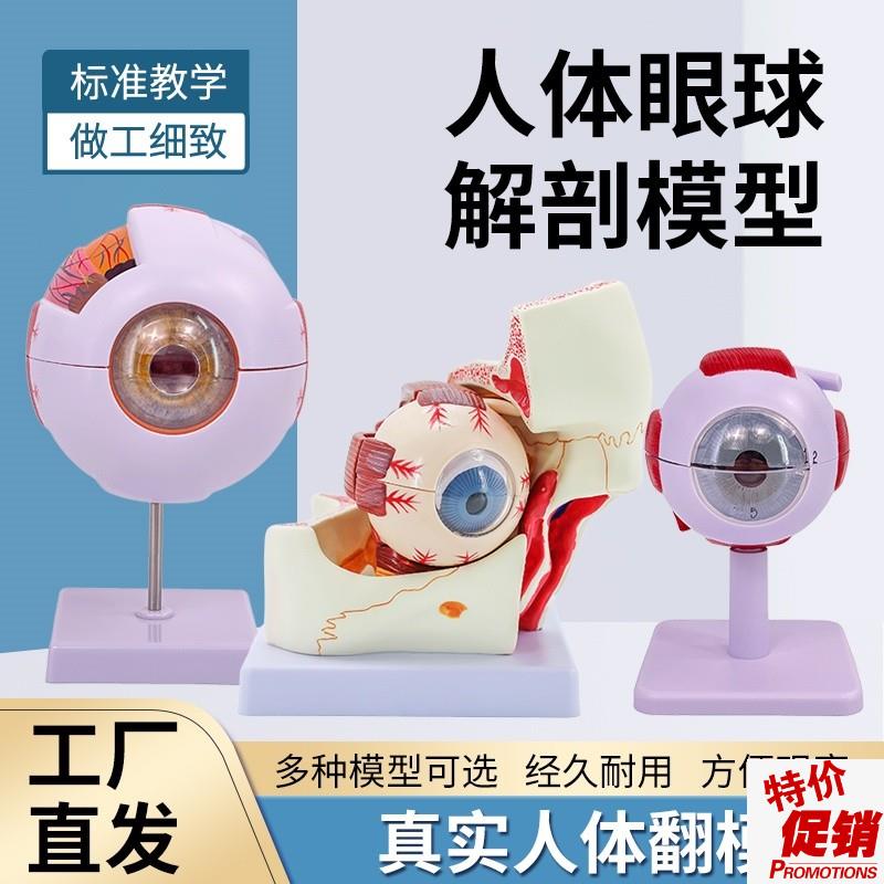 人体眼球仿真模型6倍放大眼睛结构造解剖眼模型教学X仪器珠具医学