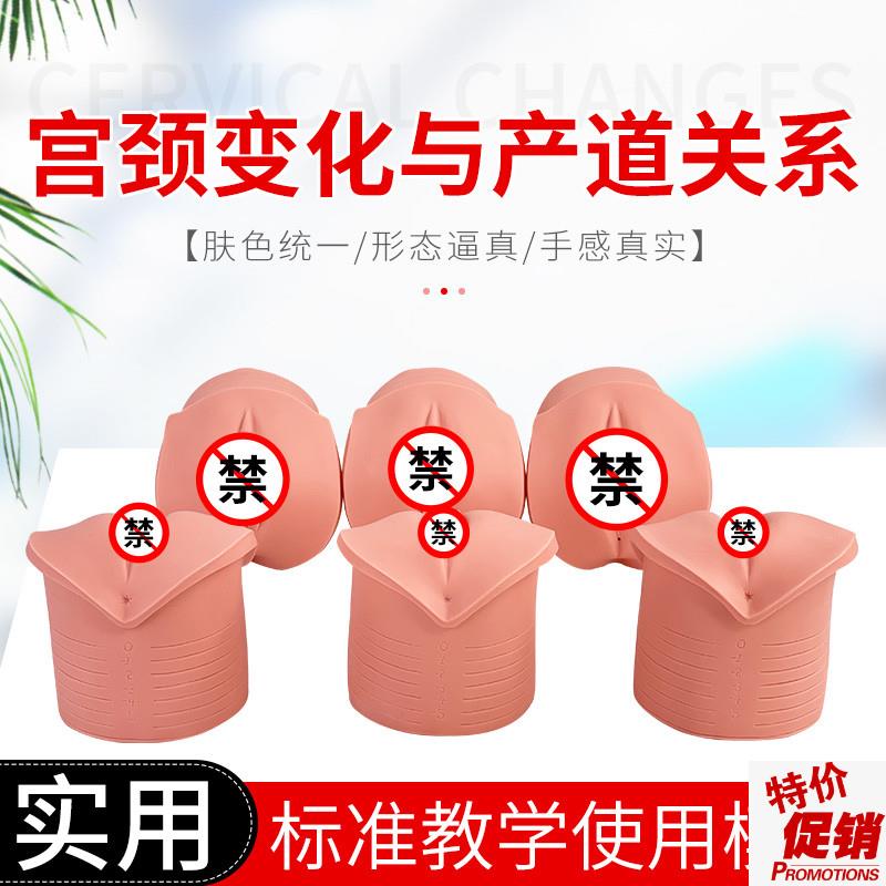 教学模型女性分娩n生产宫口模型产前宫颈变化与产道关系模型