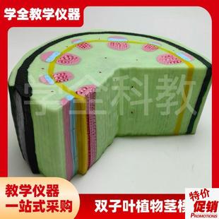 双子叶植物茎模型结构组织构造A标本放大解剖切面模具生物教学仪
