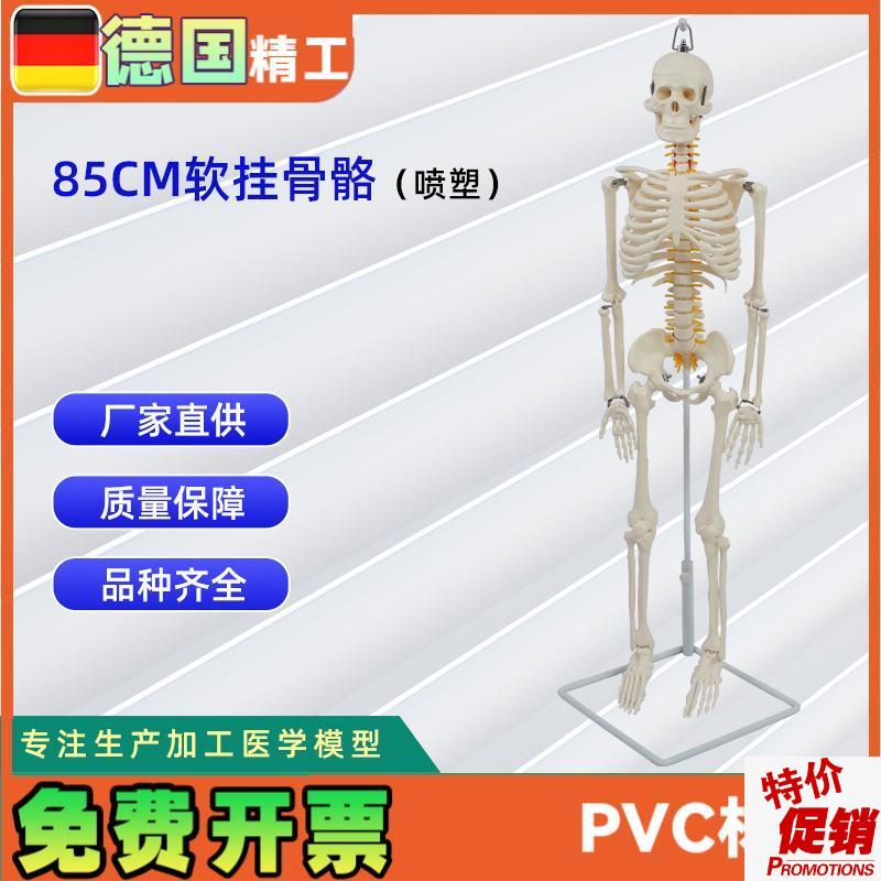 德国】医学人体85公分软挂骨骼模型教学V器材模具演示