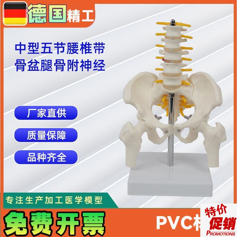 中型腰椎带g骨盆腿骨附神经人体腰椎模型医学教具