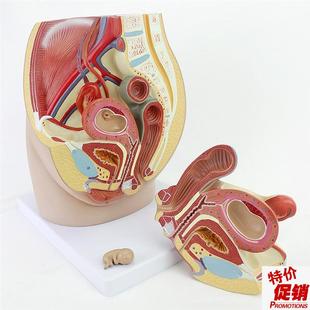 ENOVO颐诺女性盆腔解剖模型生殖泌尿子宫胚P胎儿妇产科医学用教学