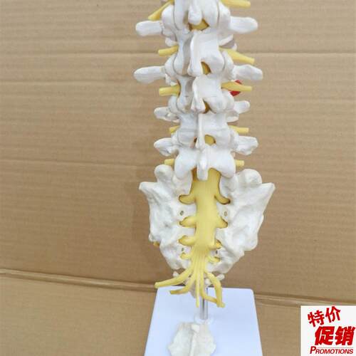 自然大腰椎带尾椎骨模型腰椎带X尾椎骨模型